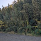 六車城主郭部は藪