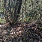 西側の畝状竪堀