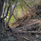 【医王山城】畝状竪堀とその手前の大堀切が素敵