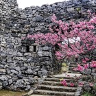 ⑥	平朗門と桜（今帰仁城）
