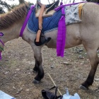 ⑤	疲れたお馬さん