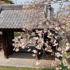 ②山上門と桜