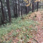 画像左側が畝状竪堀