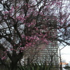 いちかわ前の紅梅が奇麗に咲く