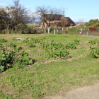 本丸内部私有地で畑