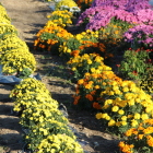 あかほり小菊の里の小菊鑑賞