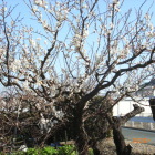 隣接の畑に満開の白梅、寒の内ですが春が来た