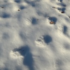 爪痕もくっきり、ヤバイ