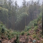 主郭と詰め丸の間の堀切