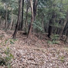 家臣団屋敷推定地は段になって曲輪が並ぶ