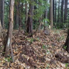 主郭には案内板がある