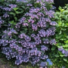 粟井神社は紫陽花の名所（今夏の写真です）