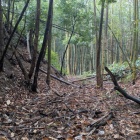 東側尾根の堀切