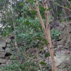 西側の登り石垣①