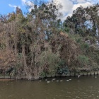 鴨が浮かぶ水堀