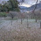 薄っすら雪化粧