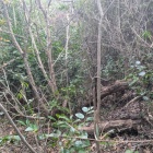 東の丸の先の尾根から落ちる竪堀