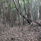 東側斜面の竪堀