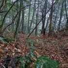 竪堀となり落ちる堀切