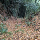 堀切は竪堀となり落ちる