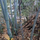 東側に落ちる竪堀