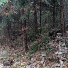 登城路の尾根道には土塁が付いている