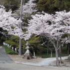 ⑦	井伊神社に咲く桜