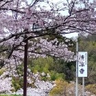 ⑥	清涼寺に咲く桜