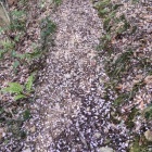 ④	桜の花びらを踏みしめながら登山道を登る
