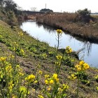 ③	川に咲く菜の花（１月なのに？）