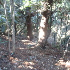 途中で藪化して断念