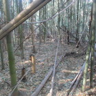 北端、踏み跡の奥、一面藪