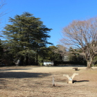 本丸内部３本のヒマラヤ杉南から北への眺め