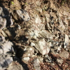 本丸西側鉢巻石垣Ⅳ同左アップ