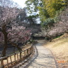 日本庭園の通り白梅紅梅