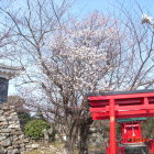 天守曲輪石垣城塁城東の稲荷神社白梅