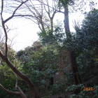 本丸北側崖の樹木伐採中、採光でこの撮影が限度