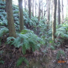 北の曲輪北前の切岸と横堀三日月堀に見える