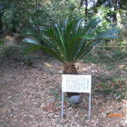 里帰り蘇鉄と由来書