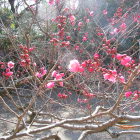 同左より紅梅をアップ