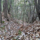 西側曲輪先端部の竪堀