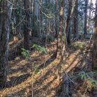 主郭と思われる最高所には櫓台のようなものがある