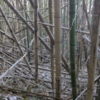 櫓台手前の堀切