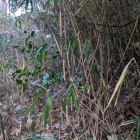 中郭と東郭の間の空堀