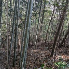 東の出丸先の畝状竪堀