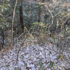 登城路から見下ろす畝状竪堀