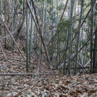 南側の尾根にある堀切