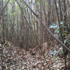 ３条の竪堀のひとつ