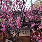 ⑨	大宰府天満宮の梅