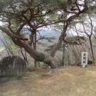 となりの天狗松